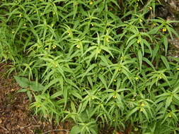 Image of Small cow-wheat