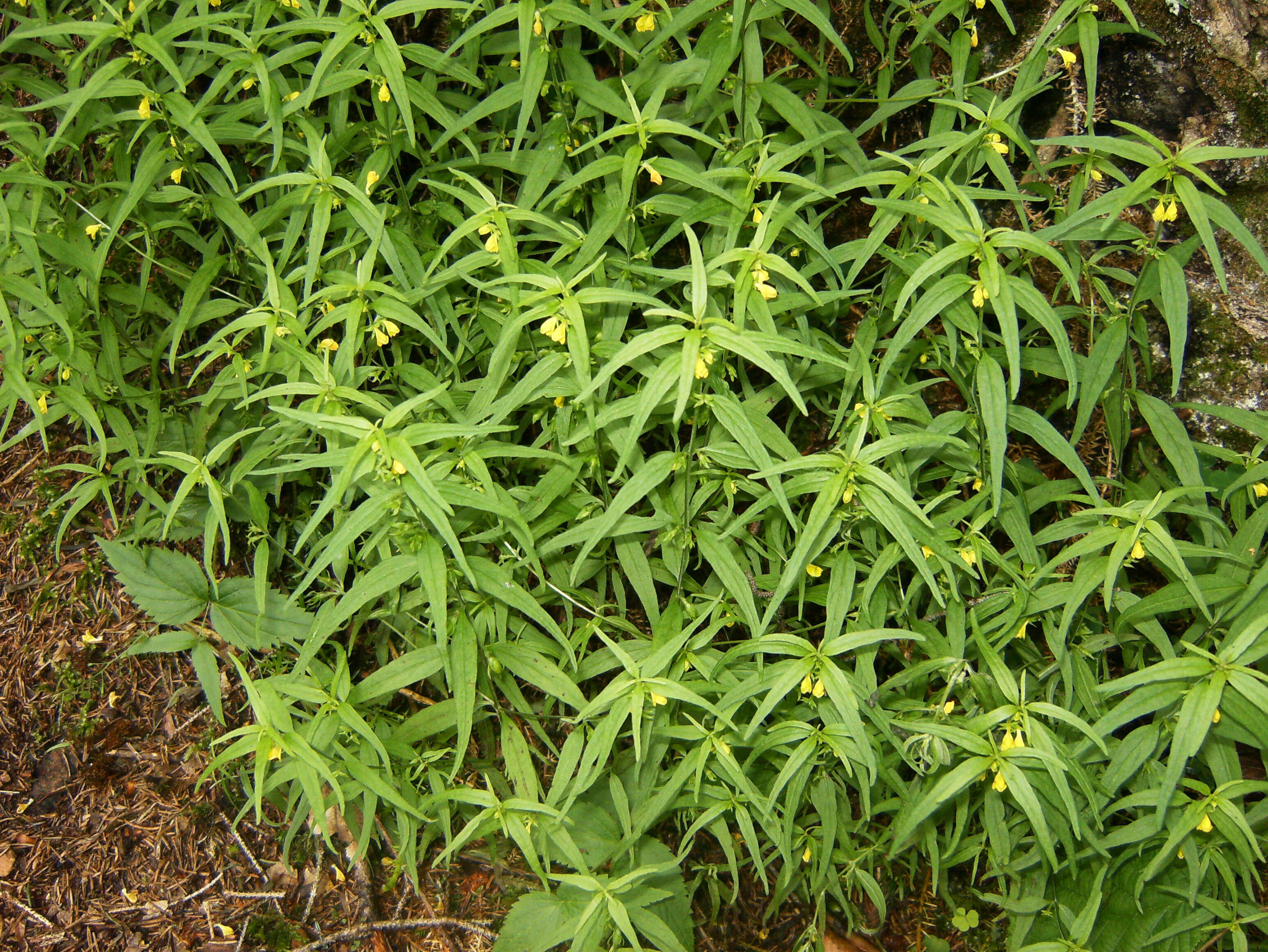 Image of Small cow-wheat