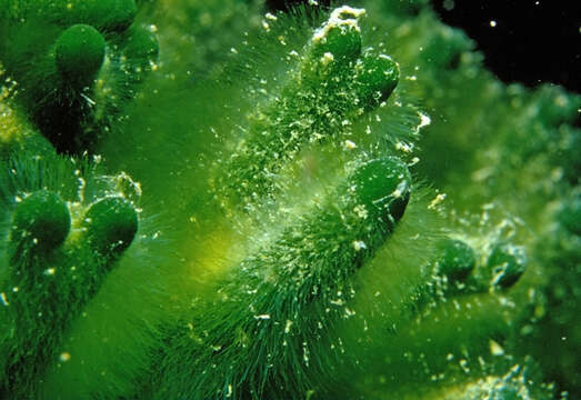 Image of Codium fragile