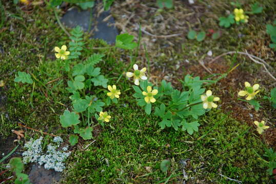 Image de Ranunculus eschscholtzii Schltdl.