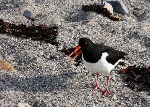 Image of oystercatcher, eurasian oystercatcher