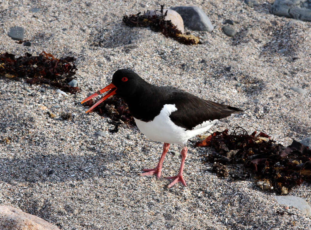 Image of oystercatcher, eurasian oystercatcher