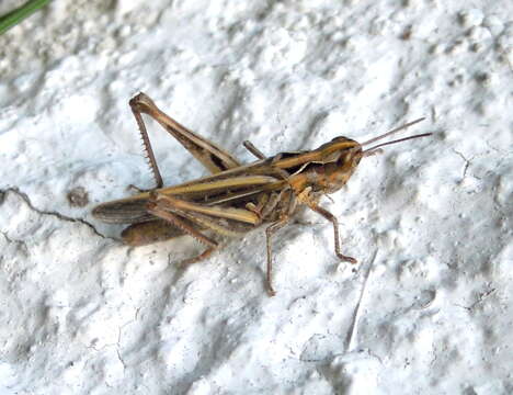 Image of Common Field Grasshopper