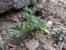 Image of Viola pinnata L.