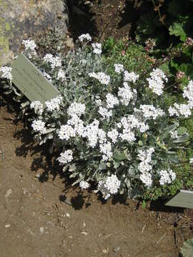 Image of Achillea clavennae L.