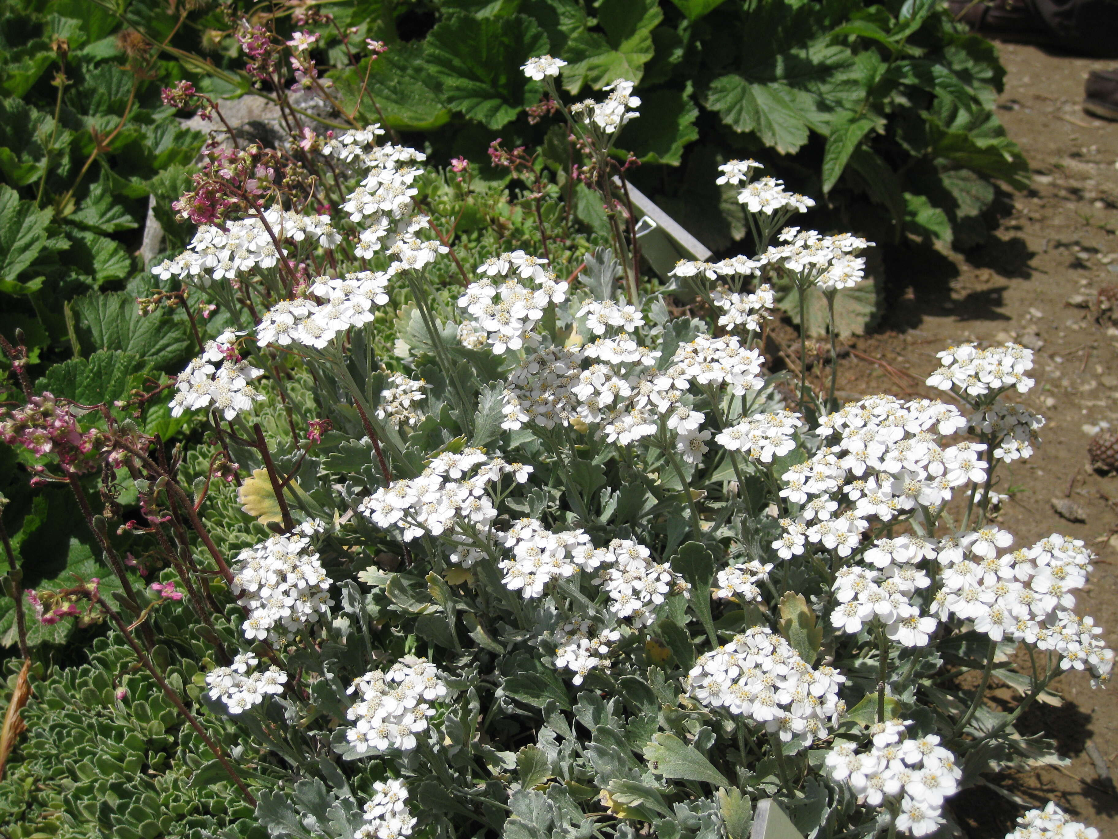 Image of silvery yarrow