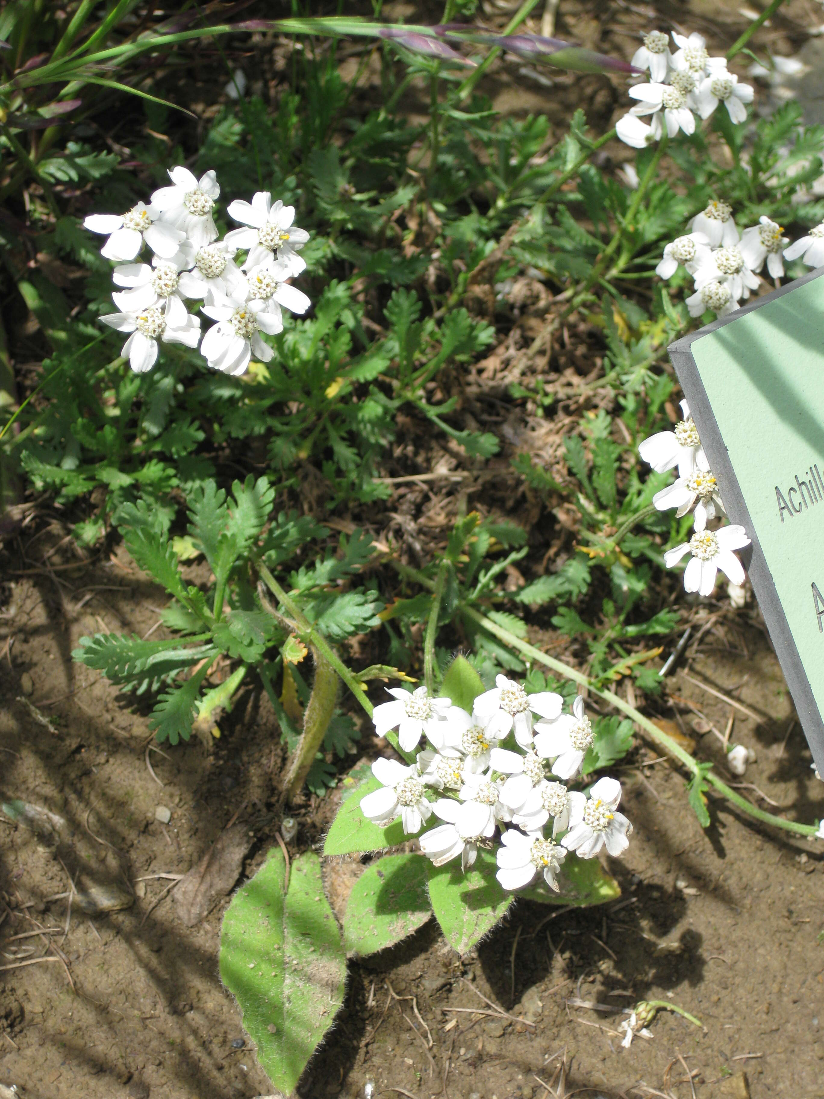 Слика од Achillea erba-rotta All.