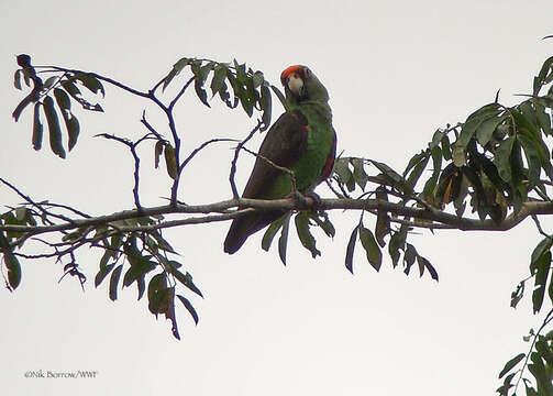 Image of Jardine's Parrot