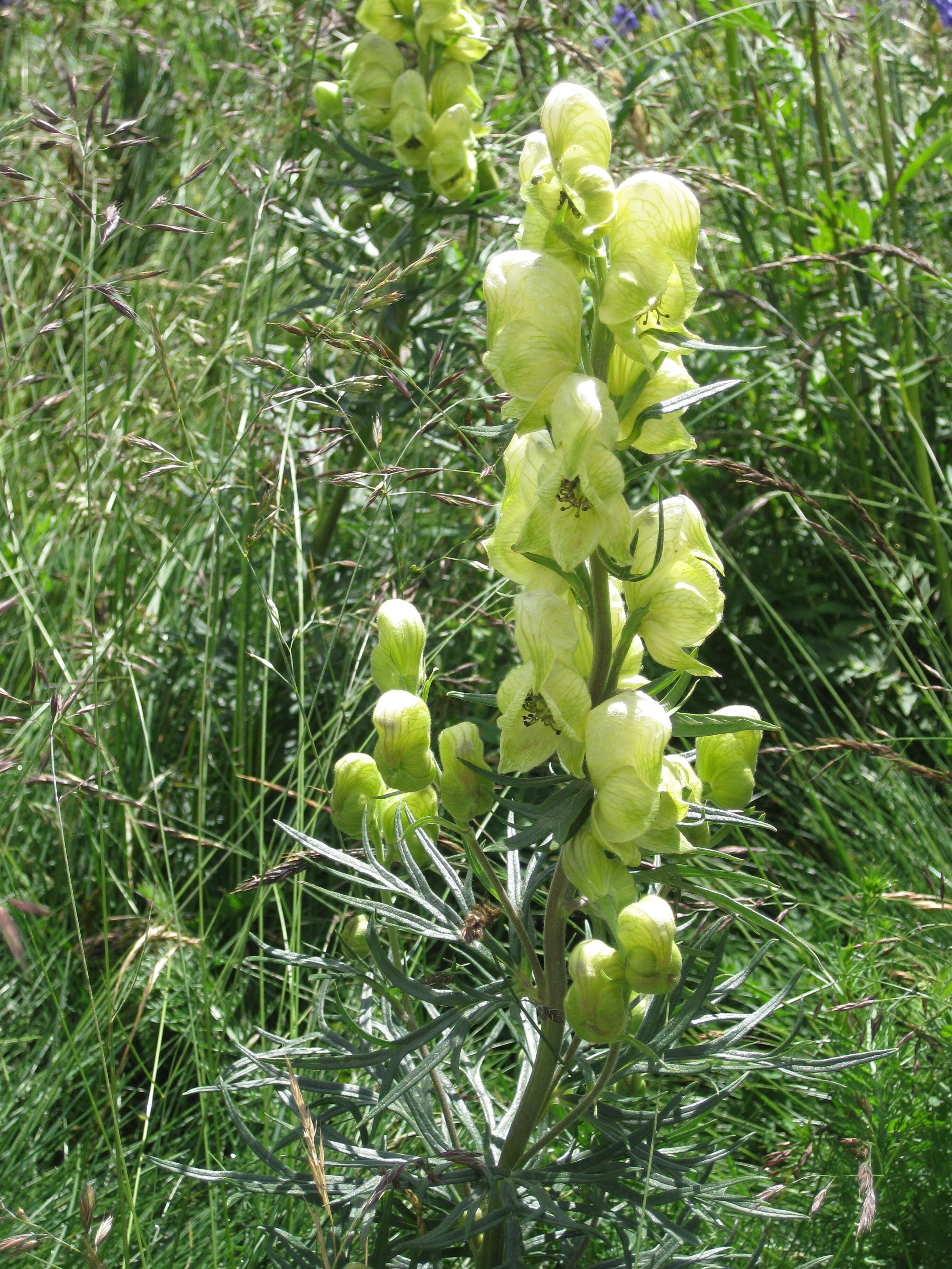 Image of yellow monkshood