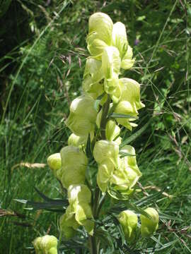 Aconitum anthora L.的圖片