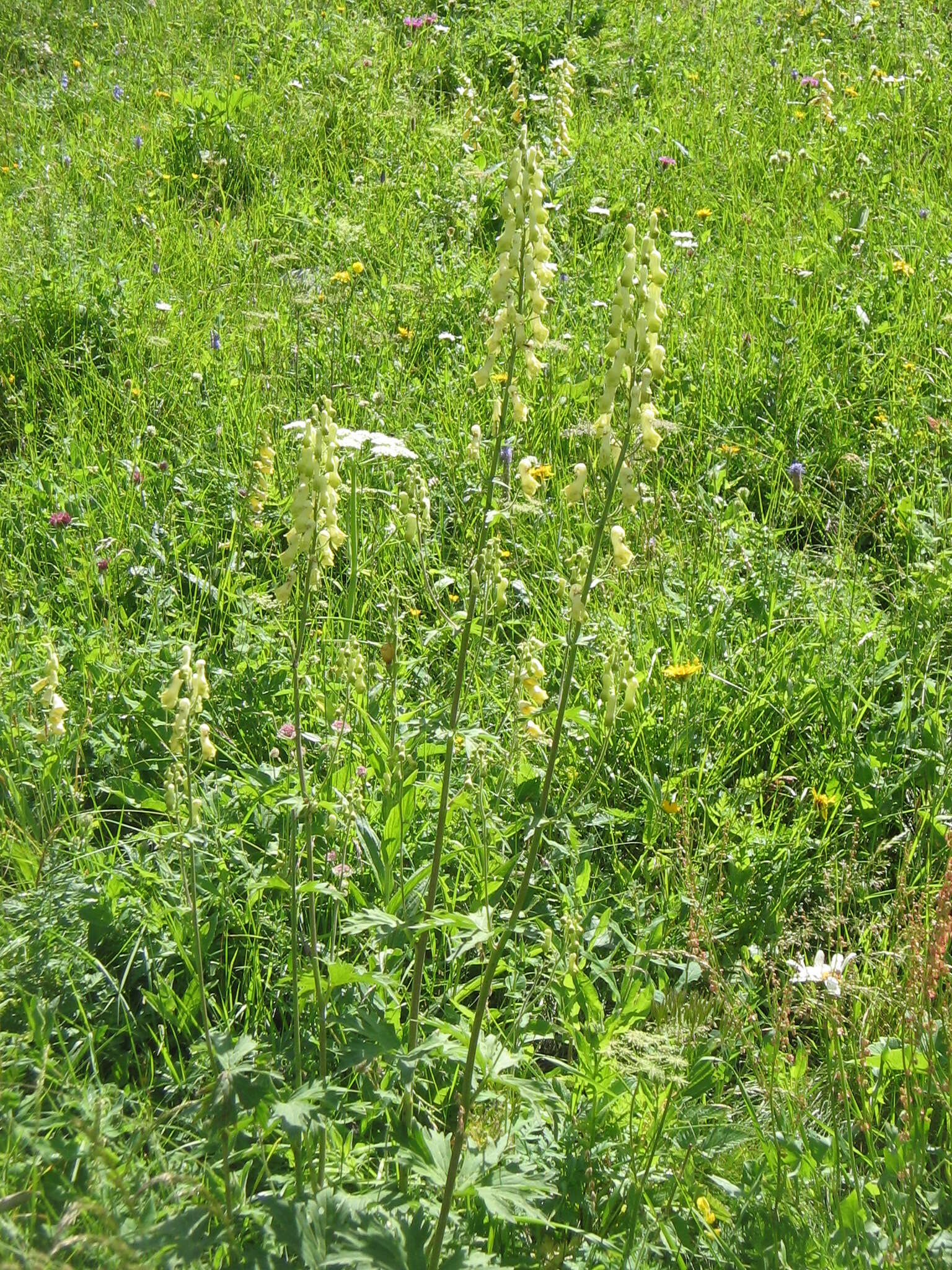 Image of monkshood