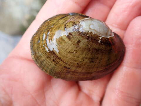 Image of Wavyrayed Lampmussel