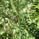 Sivun Megachile canariensis Pérez 1902 kuva