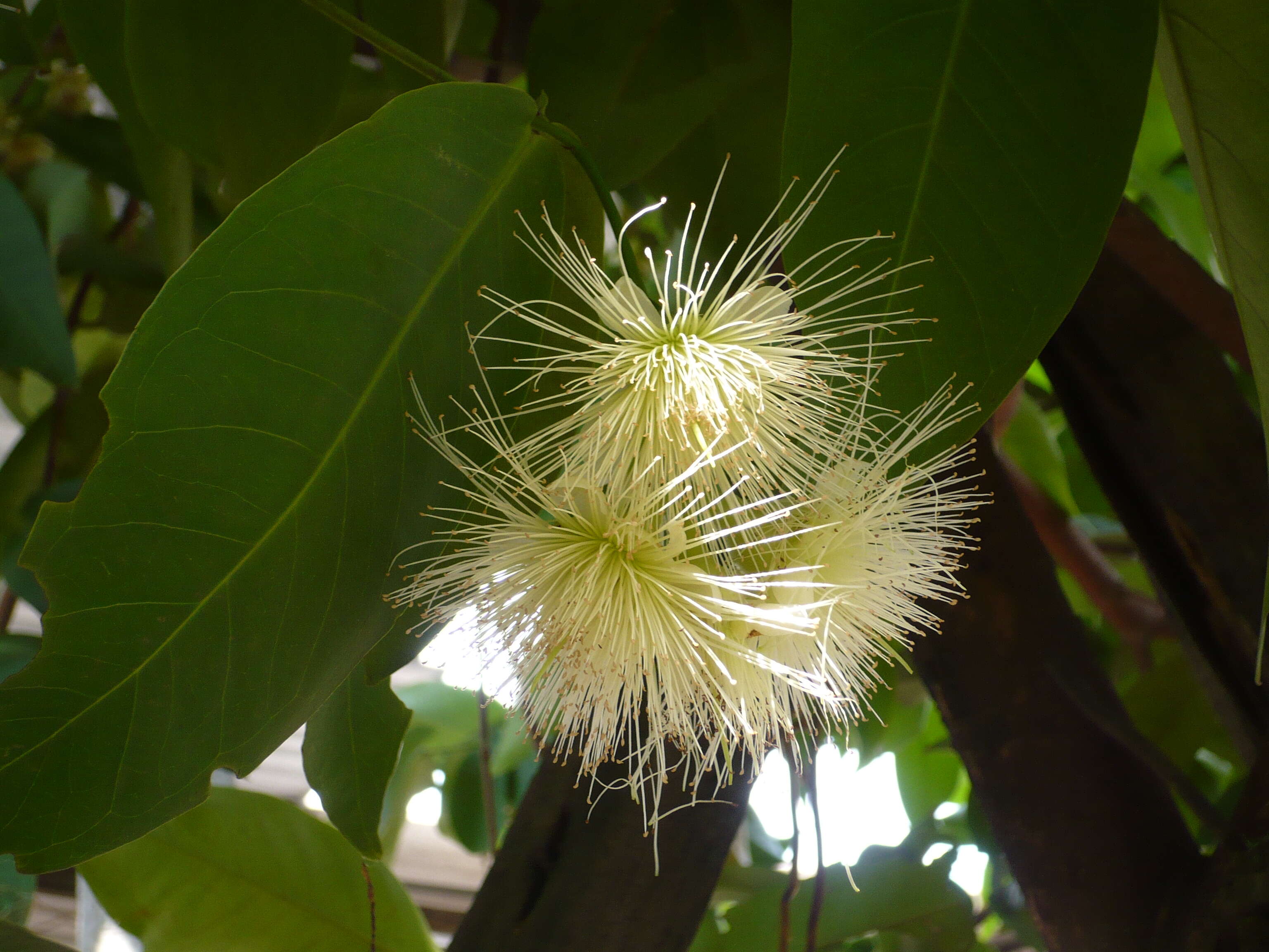 Imagem de Syzygium samarangense (Bl.) Merr. & L. M. Perry