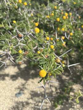 Sivun Vachellia tortuosa (L.) Seigler & Ebinger kuva