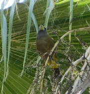 Coccothraustes vespertinus brooksi的圖片