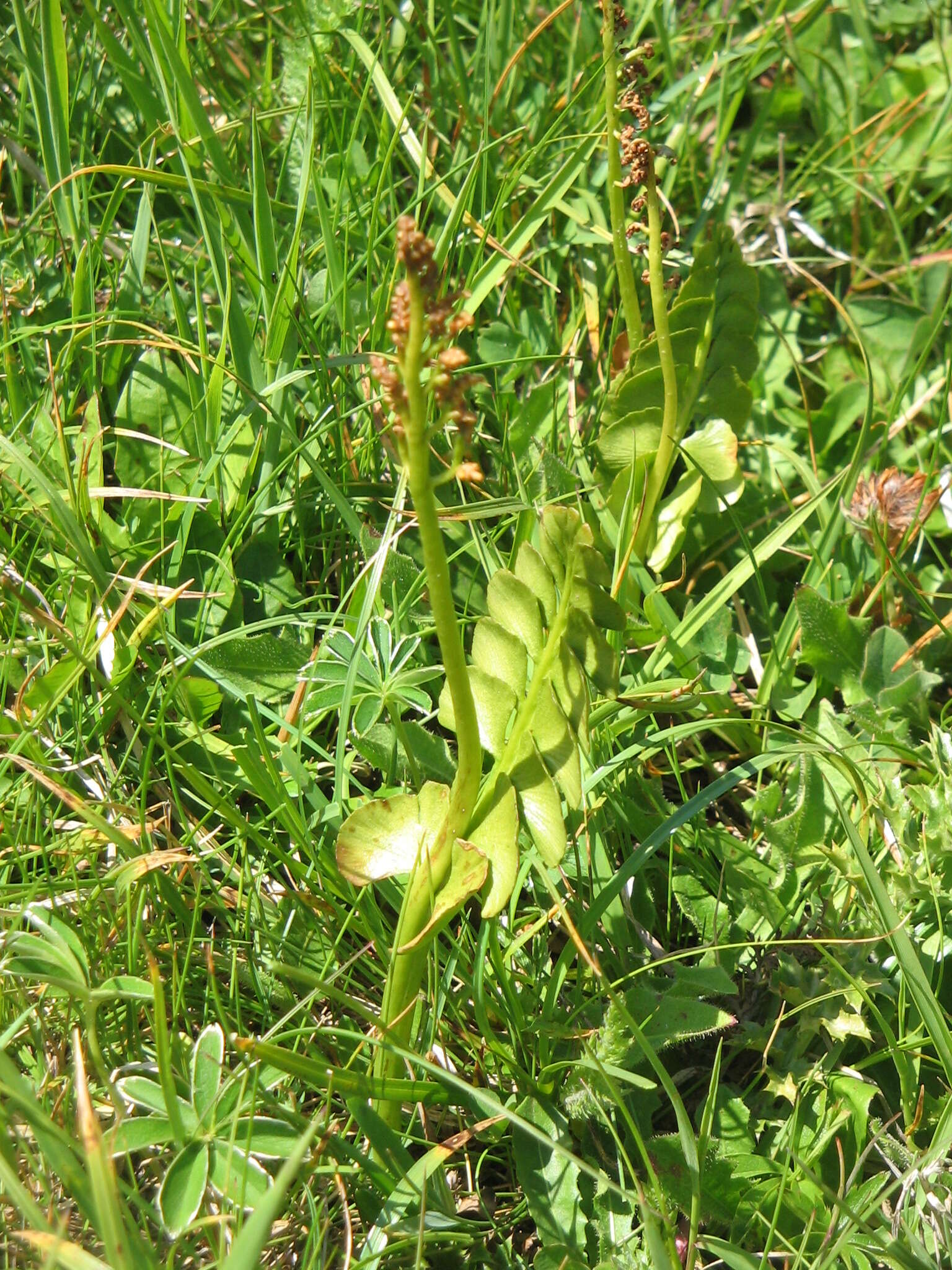 Image of common moonwort