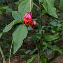 Image of Euonymus verrucosus Scop.