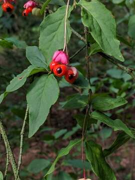 Imagem de Euonymus verrucosus Scop.