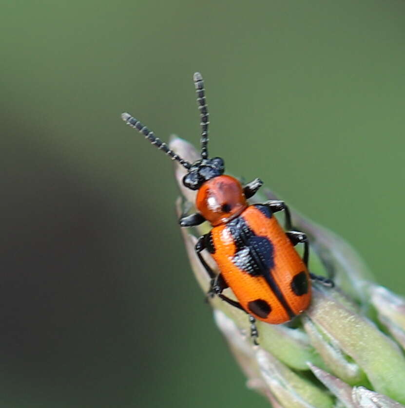 Sivun <i>Crioceris quinquepunctata</i> kuva