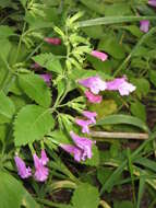 Image of Clinopodium grandiflorum