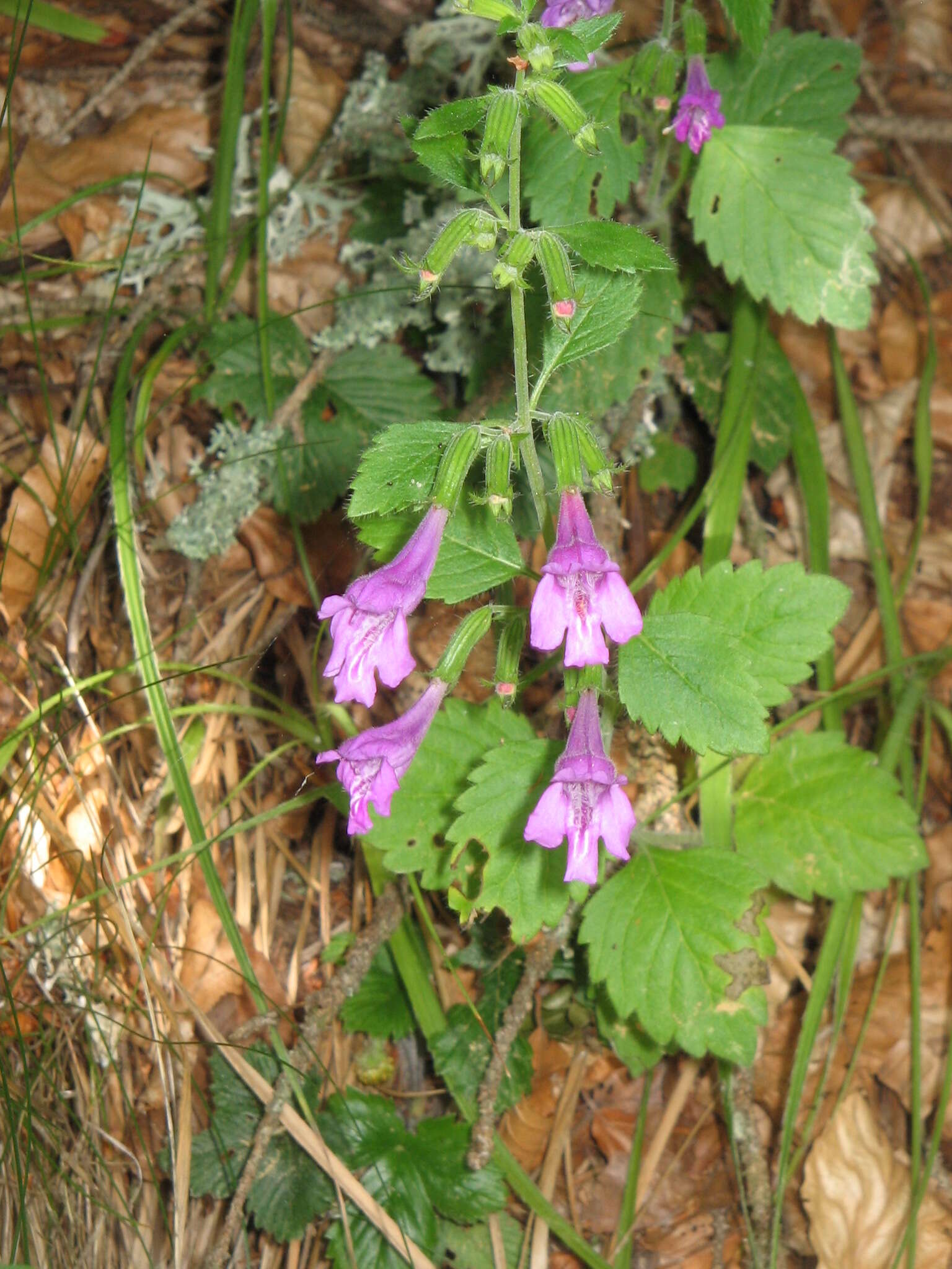 Image of Clinopodium grandiflorum