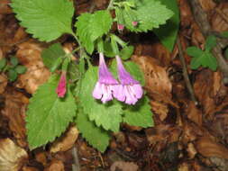 Image of Clinopodium grandiflorum