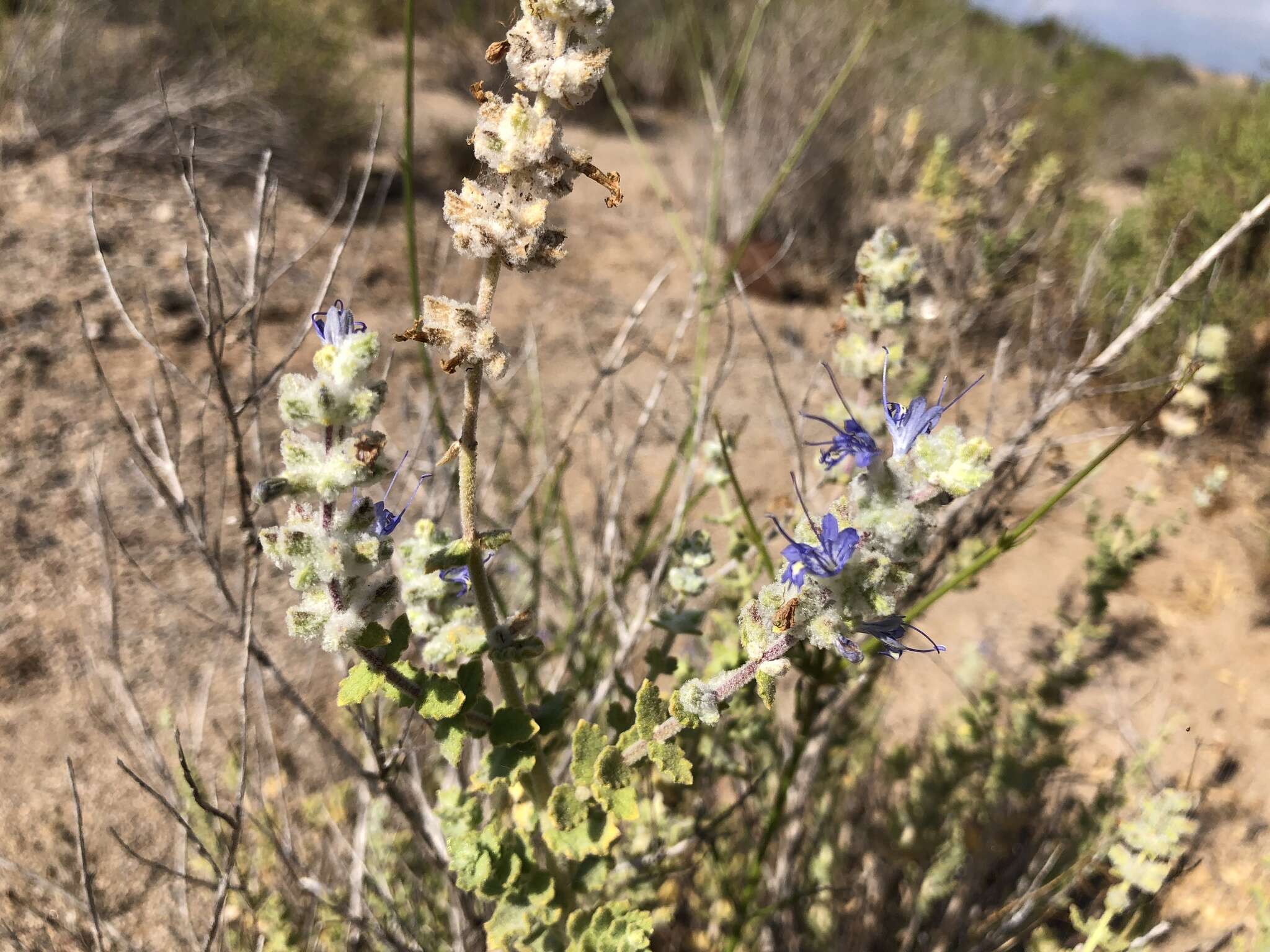 Image of Salvia californica Brandegee