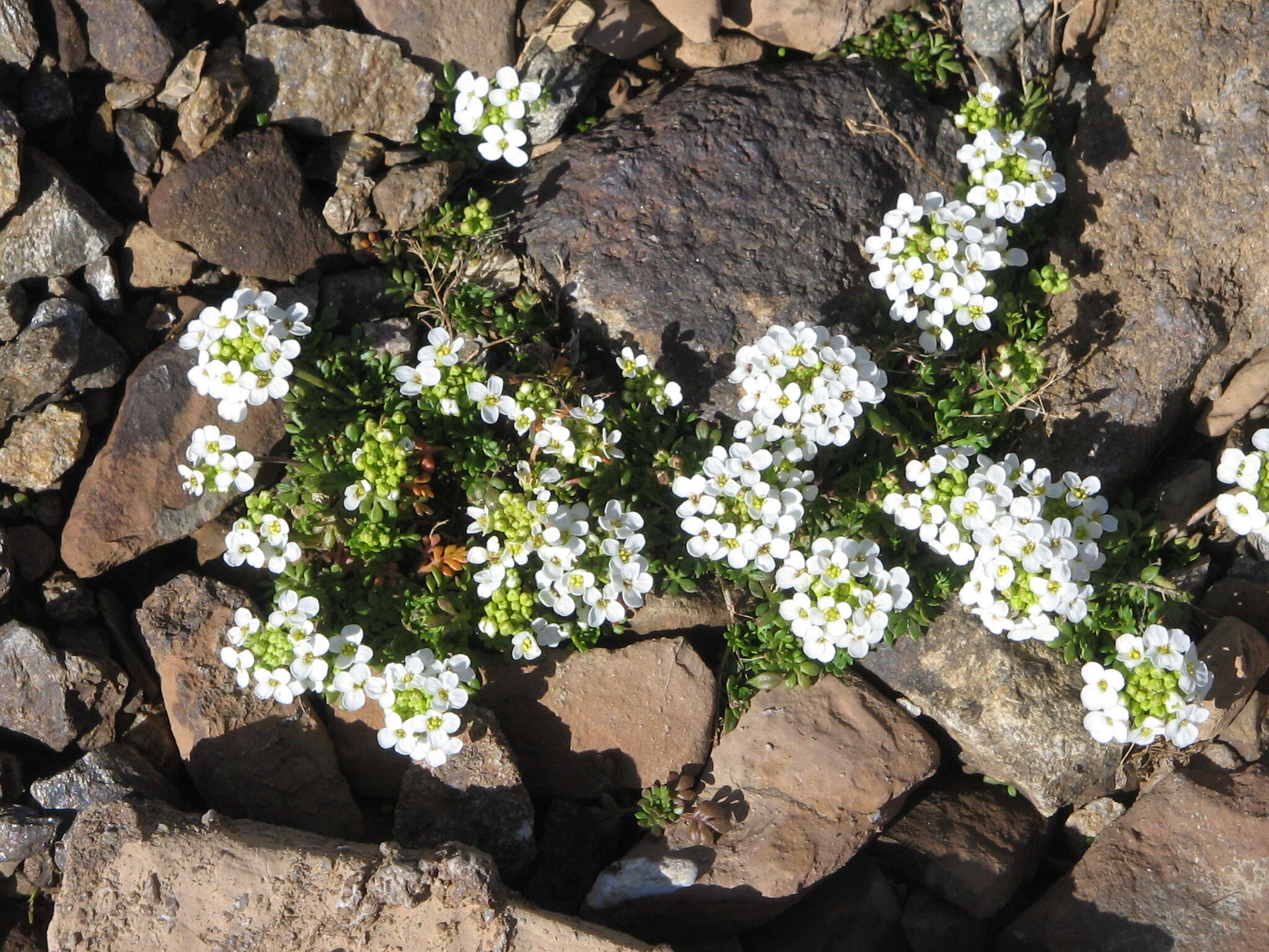 Imagem de Hornungia alpina (L.) O. Appel