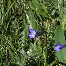 Imagem de Campanula uniflora L.