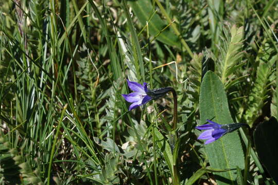 Imagem de Campanula uniflora L.