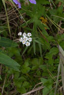 Image of Achillea alpina subsp. camtschatica (Heimerl) Kitam.