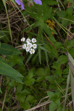 Image of Achillea alpina subsp. camtschatica (Heimerl) Kitam.