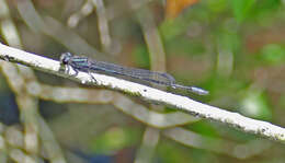 Image of Purple Bluet