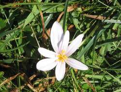 Image of alpine autumn crocus