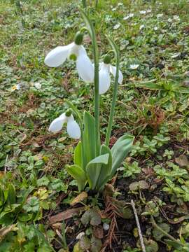 Image of Galanthus elwesii var. monostictus P. D. Sell