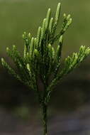 Imagem de Dendrolycopodium hickeyi (W. H. Wagner, Beitel & R. C. Moran) A. Haines