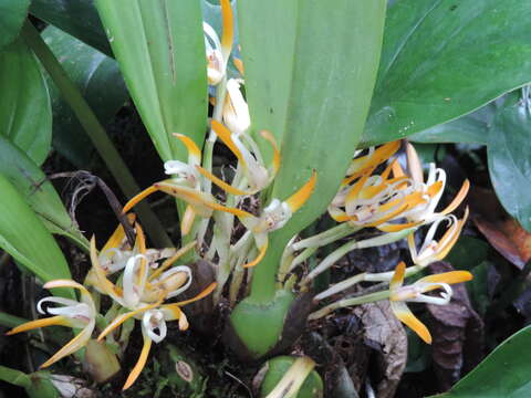 Image of Maxillaria ringens Rchb. fil.