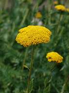 Imagem de Achillea filipendulina Lam.