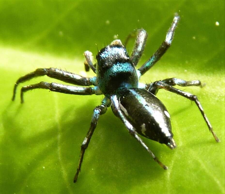 Image of Sea-green Northern Jumper