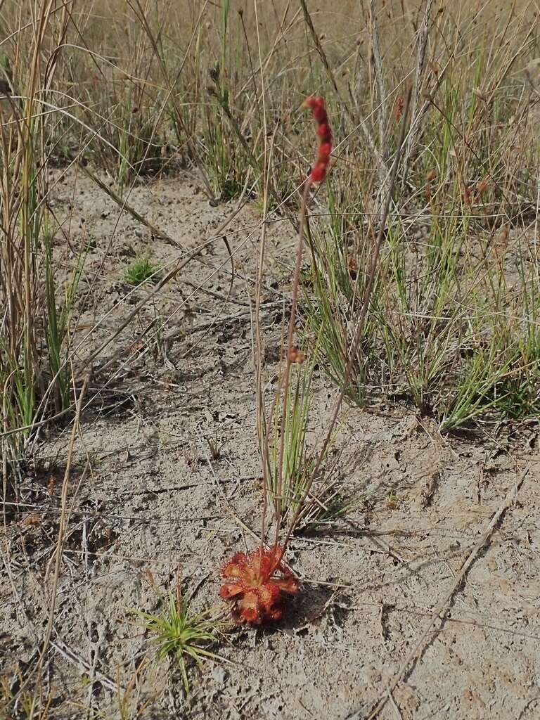 Image of Drosera sessilifolia St. Hil.