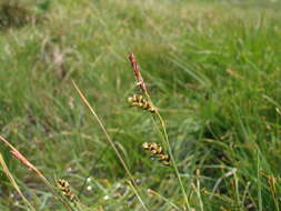 Image of carnation sedge