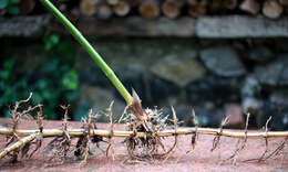 Plancia ëd Phyllostachys reticulata (Rupr.) K. Koch