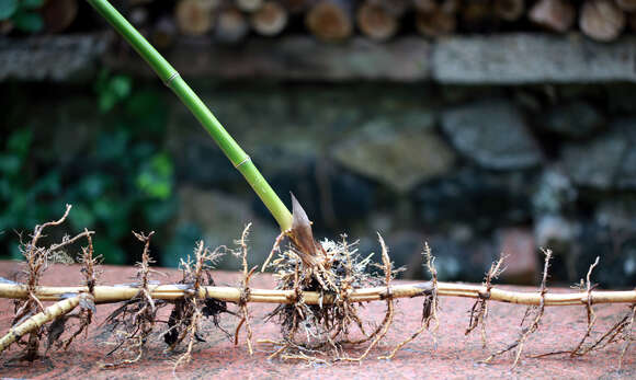 Image of Japanese timber bamboo