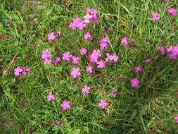 Слика од Dianthus deltoides L.