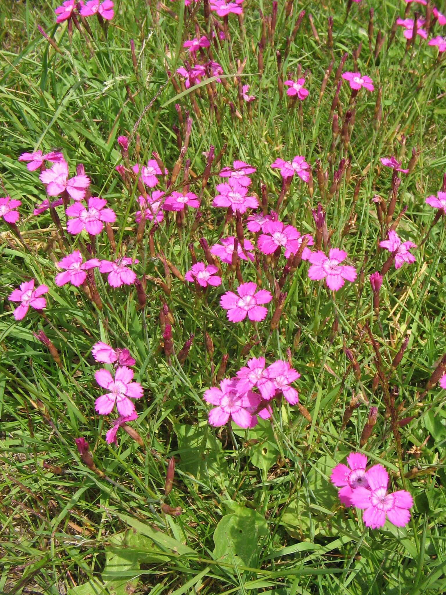 Слика од Dianthus deltoides L.