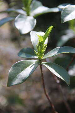 Image of Daphne pontica L.