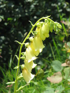 Imagem de Digitalis grandiflora Mill.