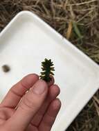 Image of American Pondweed