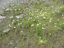 Plancia ëd Eriophorum scheuchzeri Hoppe